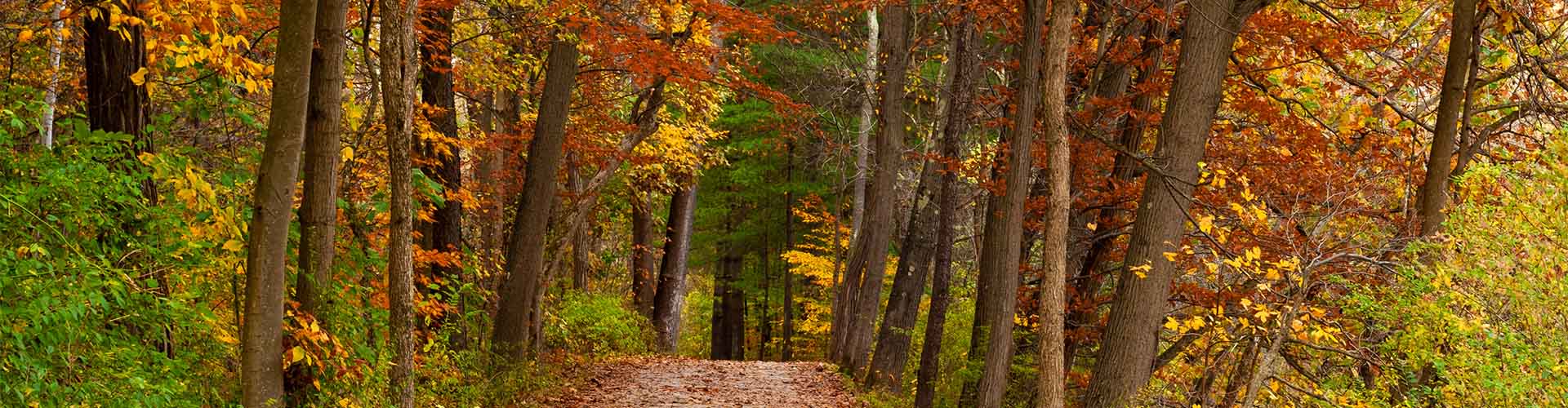 Autumn woods