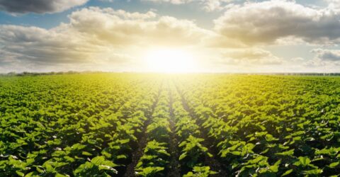 ¿Puede la agricultura evitar la sexta extinción masiva de la Tierra?