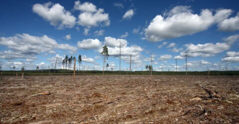 Escapando de las zonas de sacrificio agrícola